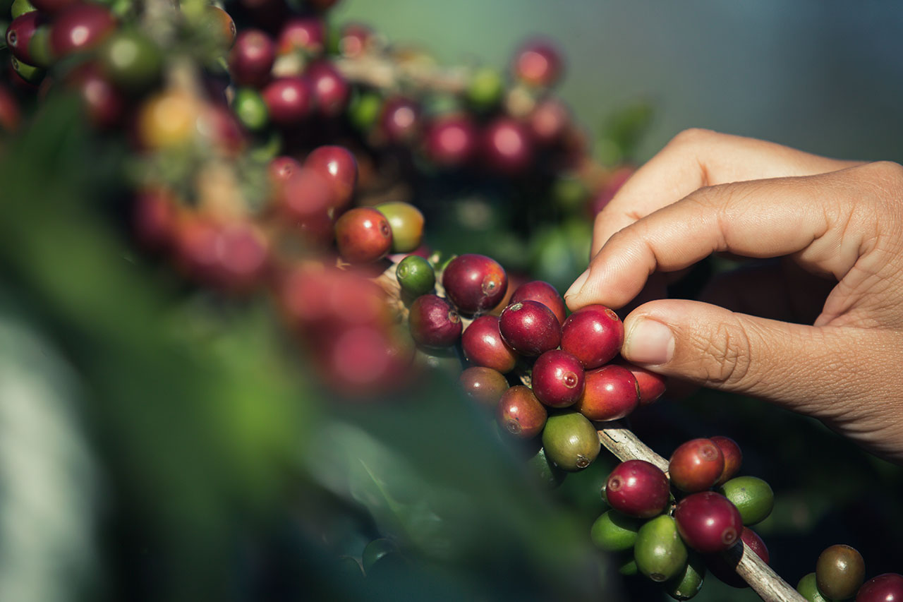 ข้อแตกต่าง ประวัติความเป็นมา เรียนรู้กาแฟจากเคนย่าและเอธิโอเปีย การปลูกกาแฟของเคนย่าและเอธิโอเปีย