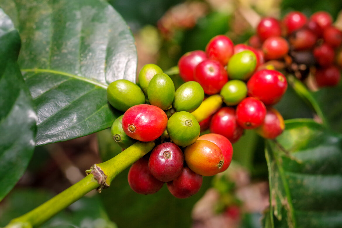 ภูมิภาคกาแฟ : กาแฟเอธิโอเปีย