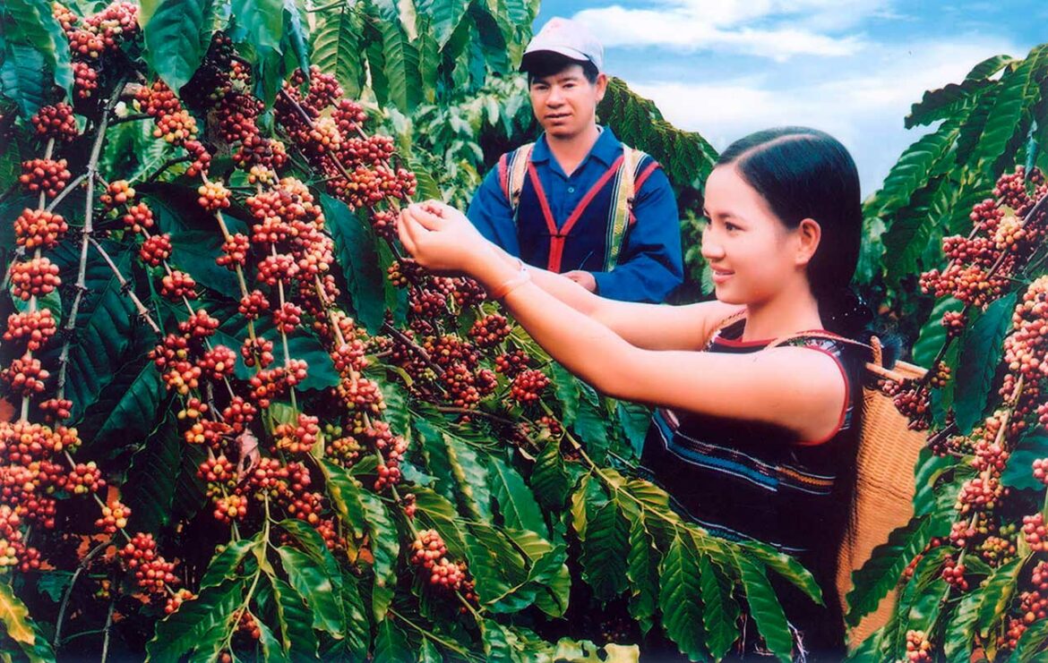 สำรวจกาแฟเวียดนาม อีกหนึ่งผู้ผลิตกาแฟของโลก