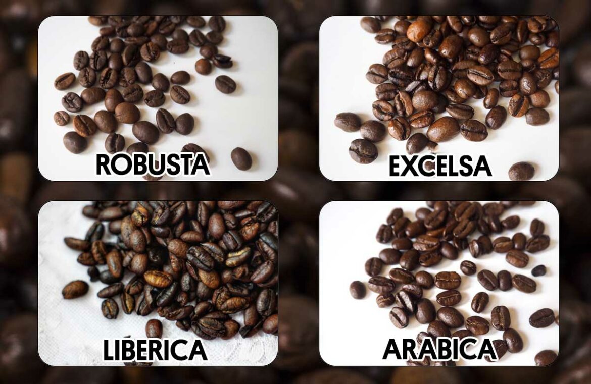 4 ชนิดของเมล็ดกาแฟ Robusta, Arabica, Excelsa, Liberica