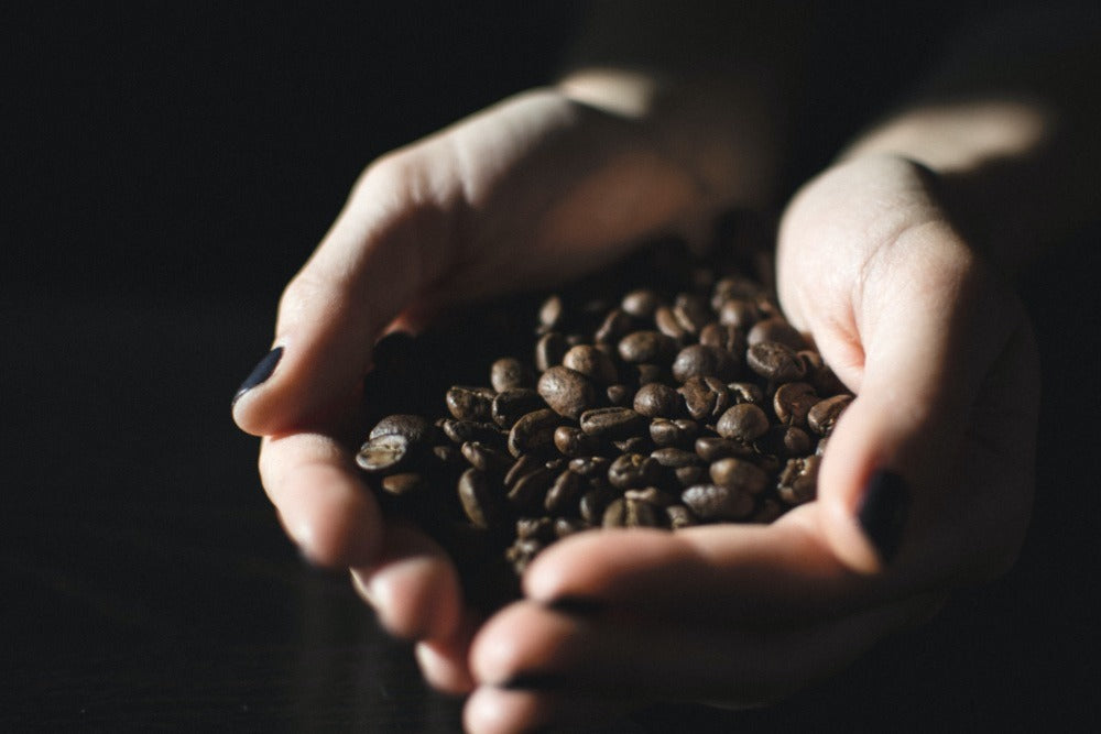 เมล็ดกาแฟในมือ กาแฟเวียดนาม ประวัติ ความเป็นมา การเติบโต