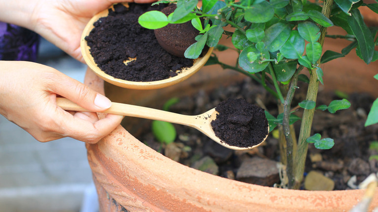 กากกาแฟสำหรับพืช วิธีเร่งการเติบโตแบบธรรมชาติ