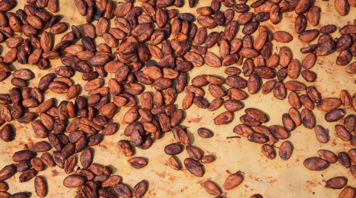 Brewed Cacao image 11 ตัวเลือกแทนกาแฟ