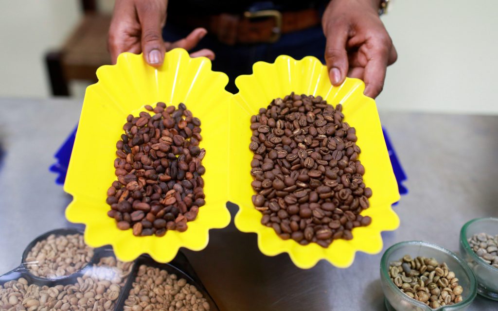 นักคั่วชาวไนจีเรียถือตัวอย่างกาแฟ กาแฟในประเทศไนจีเรีย