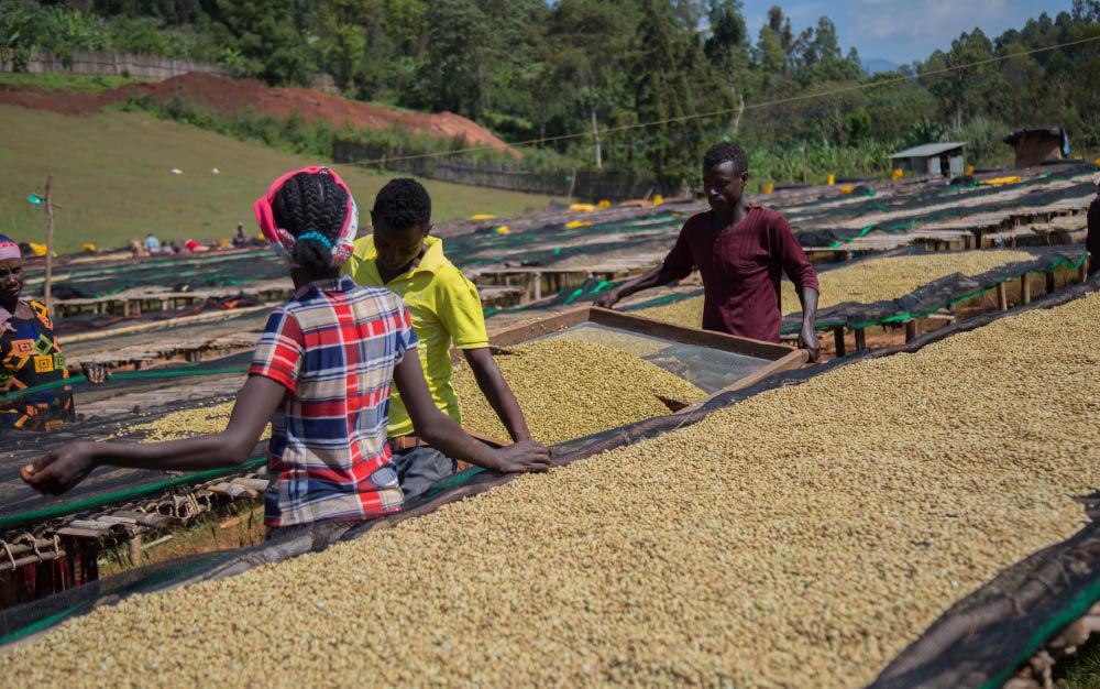 คนงานในฟาร์มขนเมล็ดกาแฟที่ล้างแล้วไปยังเตียงแอฟริกันเพื่อตากให้แห้งภายใต้แสงแดด กาแฟจาก sidama