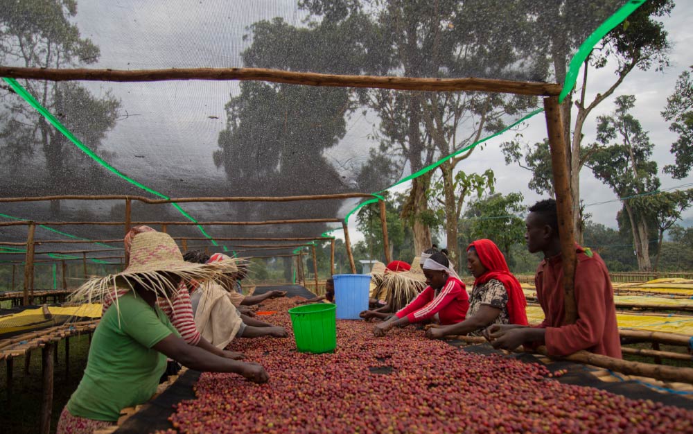 คนงานคัดแยกผลเชอร์รี่กาแฟก่อนที่กระบวนการอบแห้งจะเริ่มขึ้น กาแฟจาก sidama