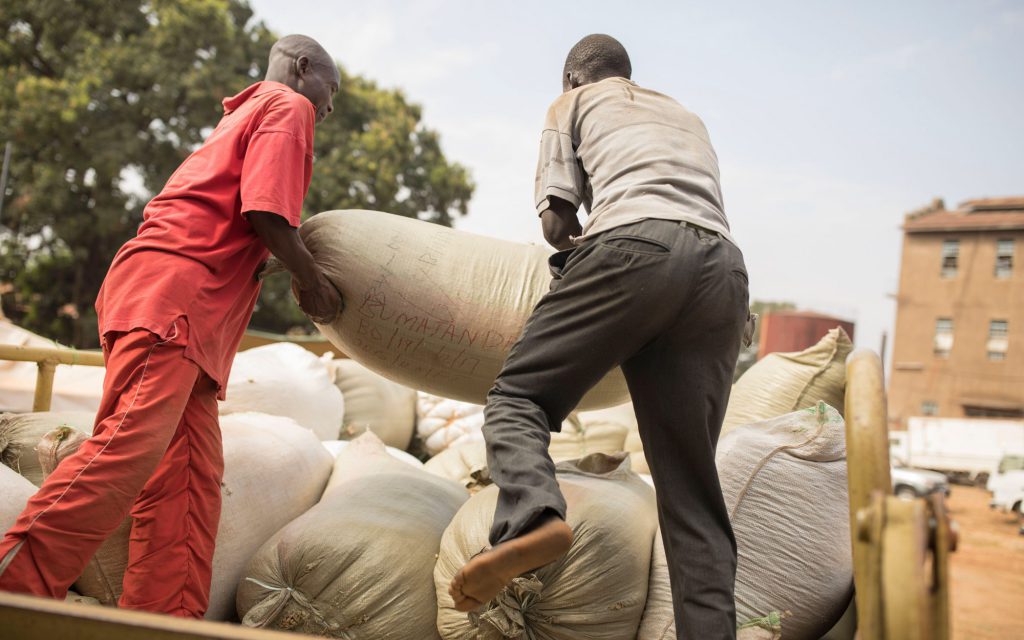 Male workers load bags of green coffee onto a truck at a warehouse in Mbale, Uganda, East Africa.