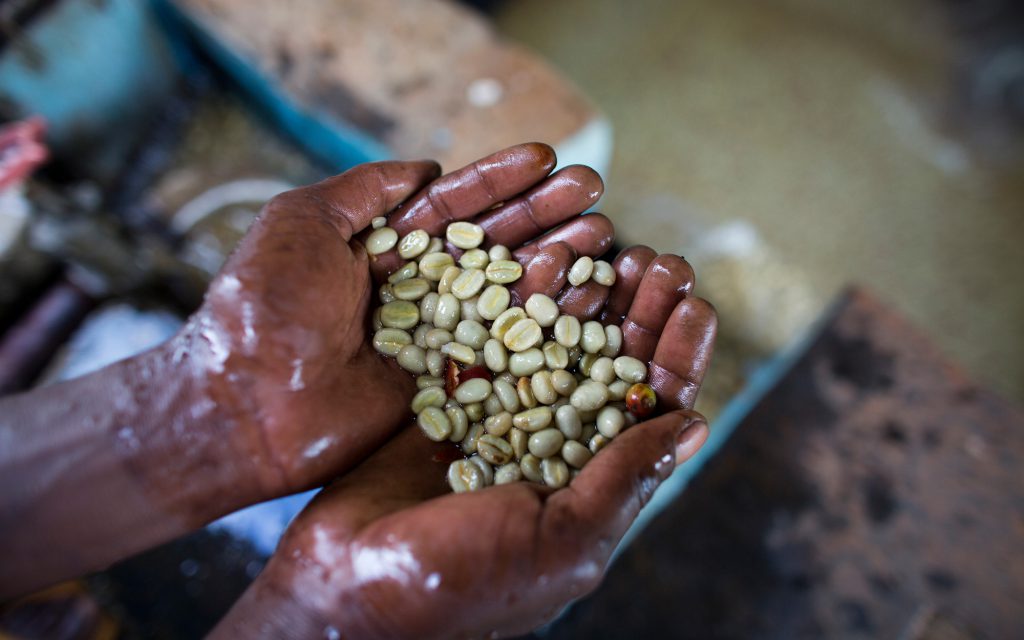 Farm worker holds washed processed green coffee