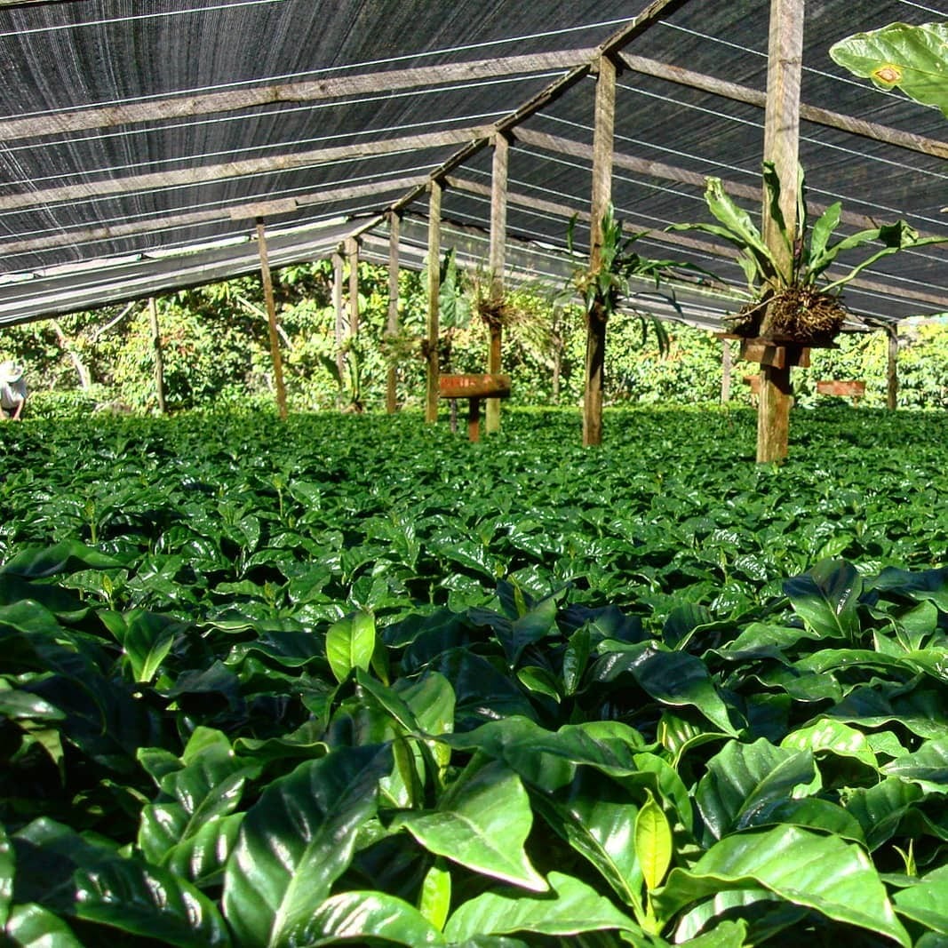 coffee plant ความโปร่งใสในการกําหนดราคากาแฟดิบ สำคัญอย่างไร