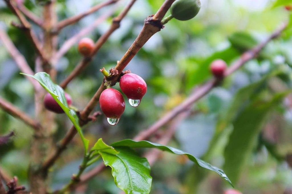 ภาพระยะใกล้ของผลเชอร์รี่กาแฟที่เติบโตบนกิ่งก้านโดยมีน้ำหยดลงมา ฤดูกาลของกาแฟ (Coffee Seasonality) กาแฟกับฤดูกาล