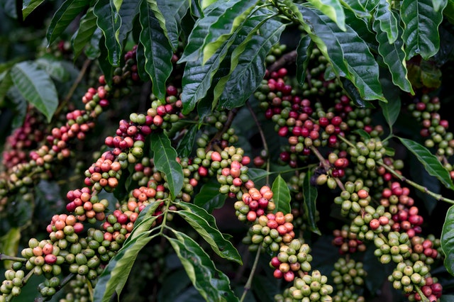 Indonesian Coffee ภูมิภาคที่ปลูกกาแฟ  