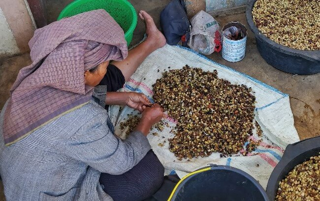 เกษตรกรหญิงกำลังแปรรูป giling basah กาแฟสุมาตราคืออะไร