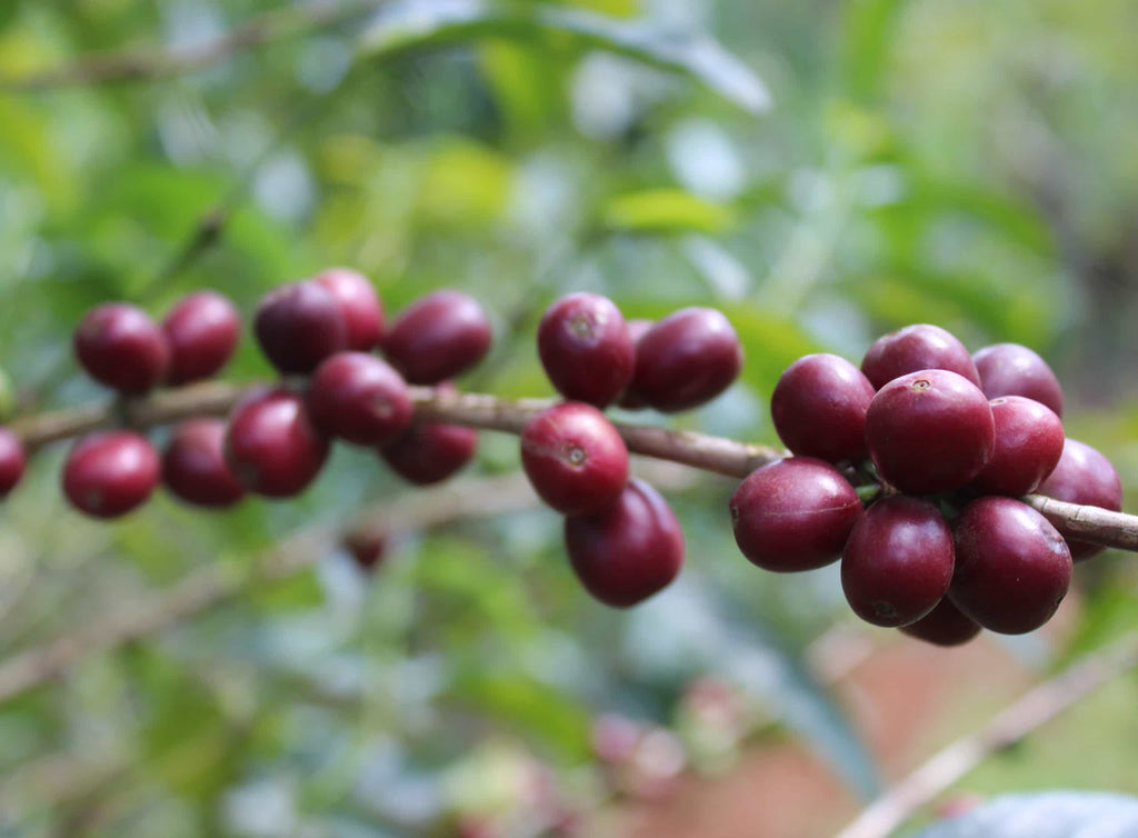 รูปถ่ายของเชอร์รี่กาแฟที่เติบโตบนกิ่งไม้ processing กาแฟ คืออะไร