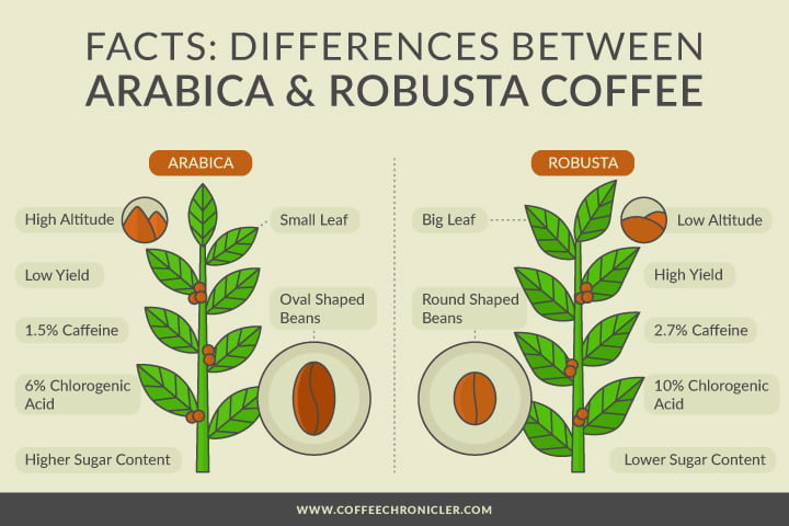 ข้อแตกต่างระหว่างโรบัสต้าและอาราบิก้า กาแฟโรบัสต้าดีอย่างไร