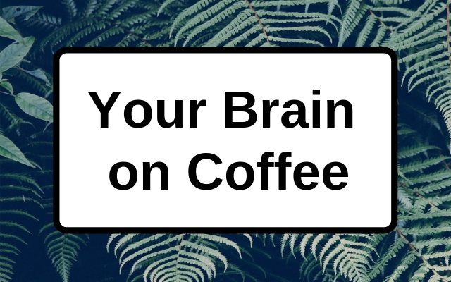 สมองของคุณกับกาแฟ: คาเฟอีนส่งผลต่อเคมีในสมองอย่างไร กาแฟส่งผลอย่างไรต่อสมอง