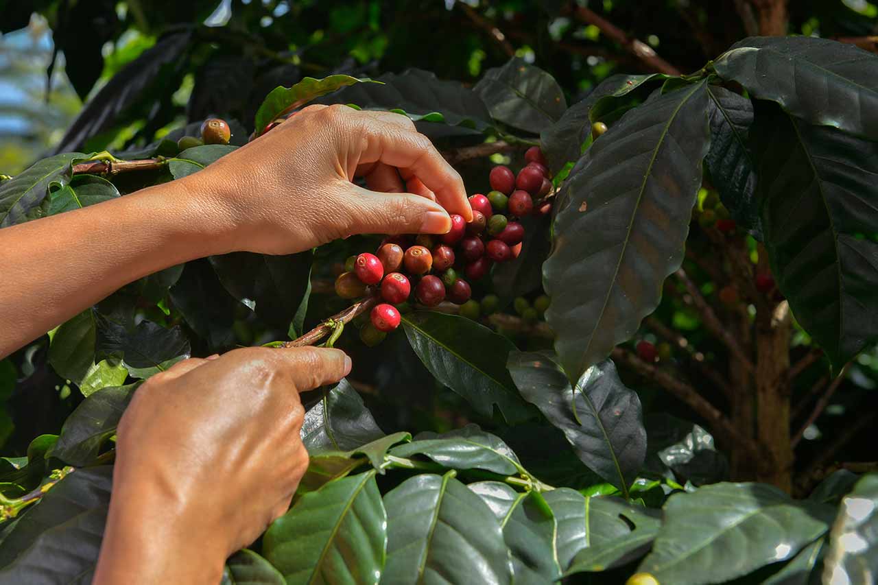 Sumatra Coffee 