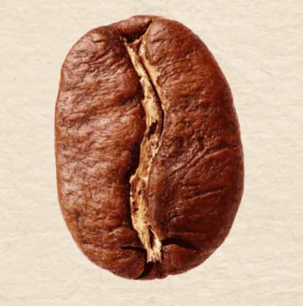 เมล็ดกาแฟ อาราบิก้า คู่มือสายพันธุ์กาแฟ
 